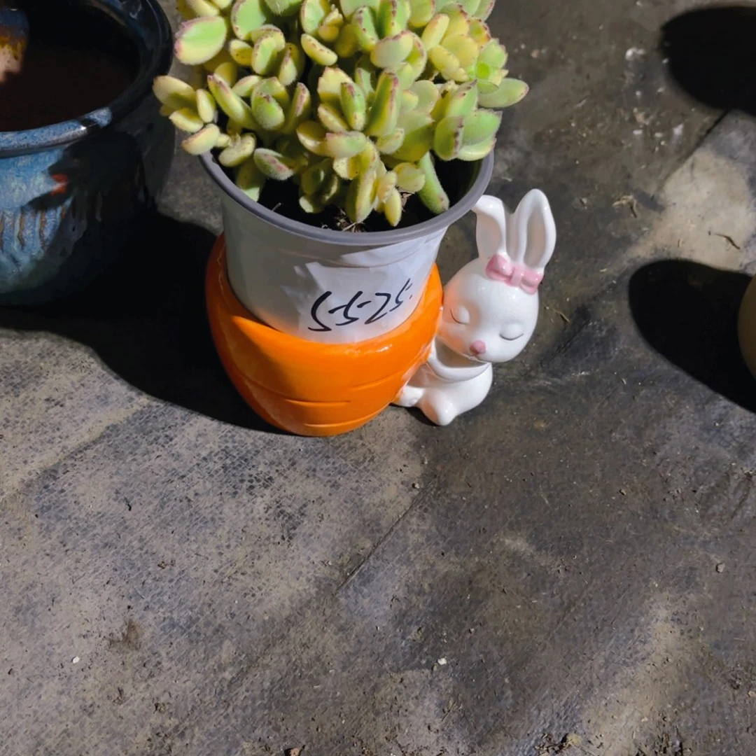 笑***啥黄熊加盆新疆包邮