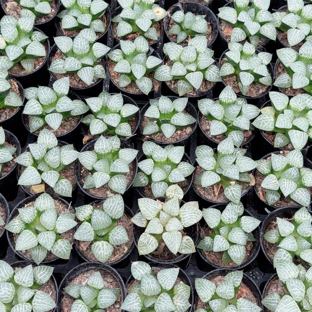 康平玉露多肉植物一颗