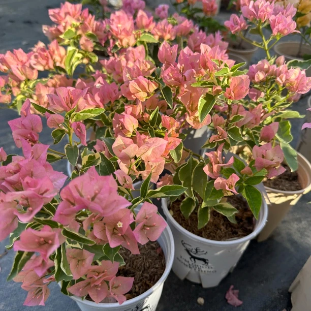 【新疆包邮】金边马斯佩拉克三角梅