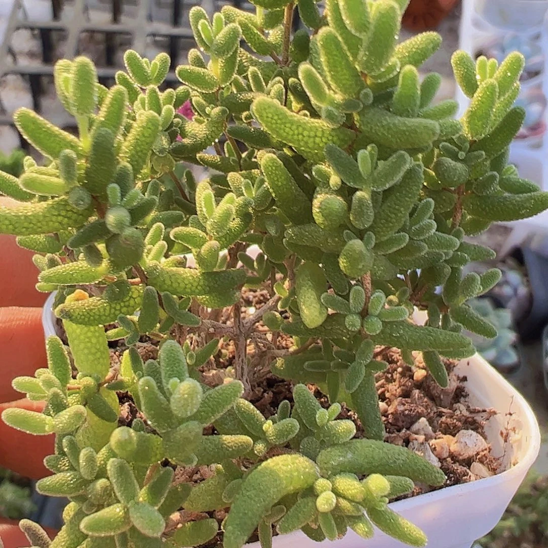 蜜桔枝干19包邮多肉