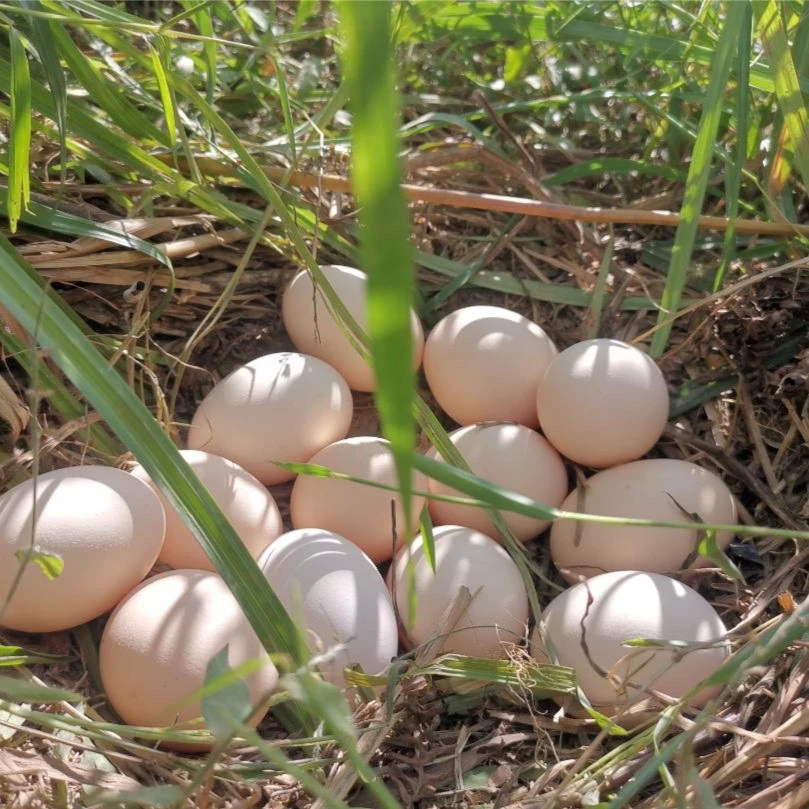 岔河土鸡蛋60个同城送