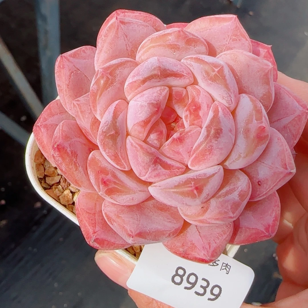 黛玉冰魄，8939多肉植物