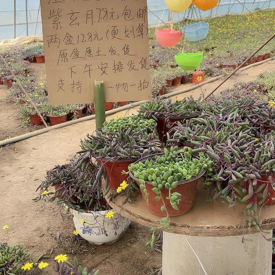 花盆两个黄色111111