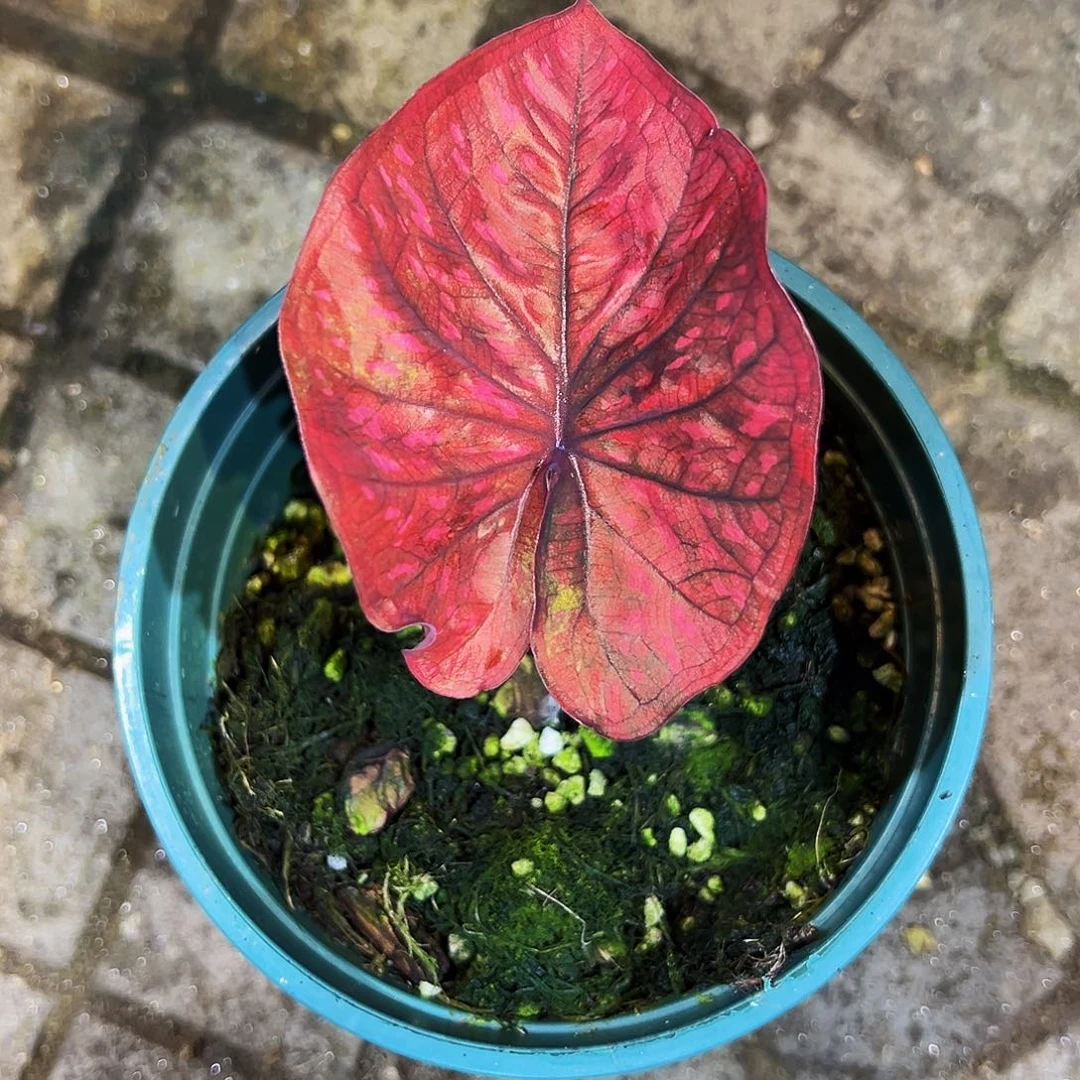 Y***g完全开放9034泰彩