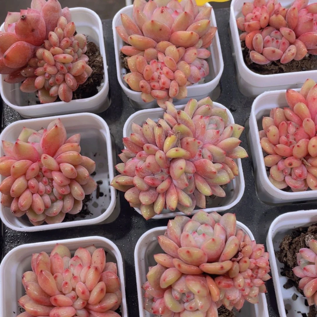 675号爱丽儿凌雪缀化一个