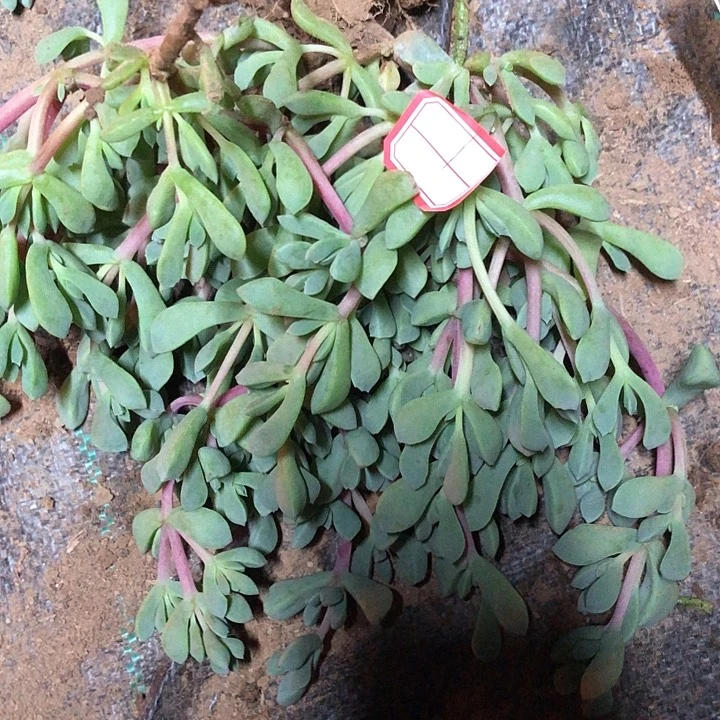 白凤菊一物一拍1