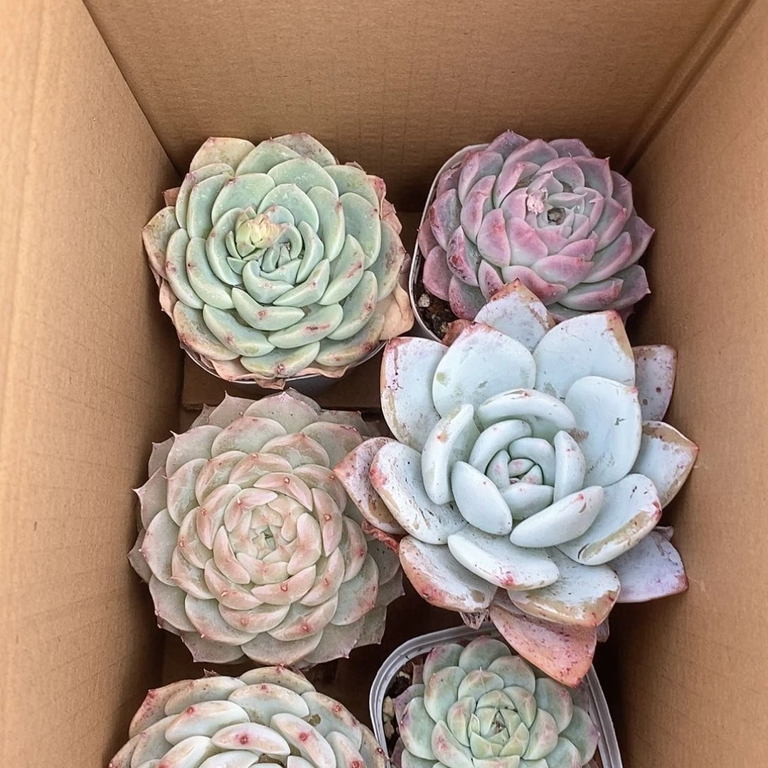 粉色莲花超大个 9.9包邮 6110