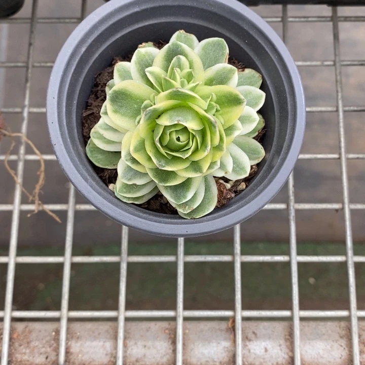 倔***牛伯克利和格兰的故事也很