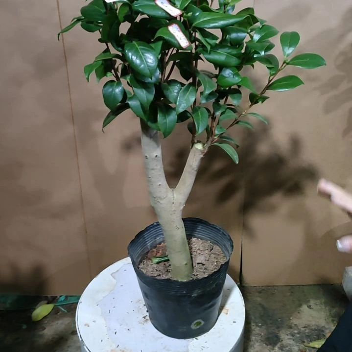 29六品，原盆原土发货了，不包邮
