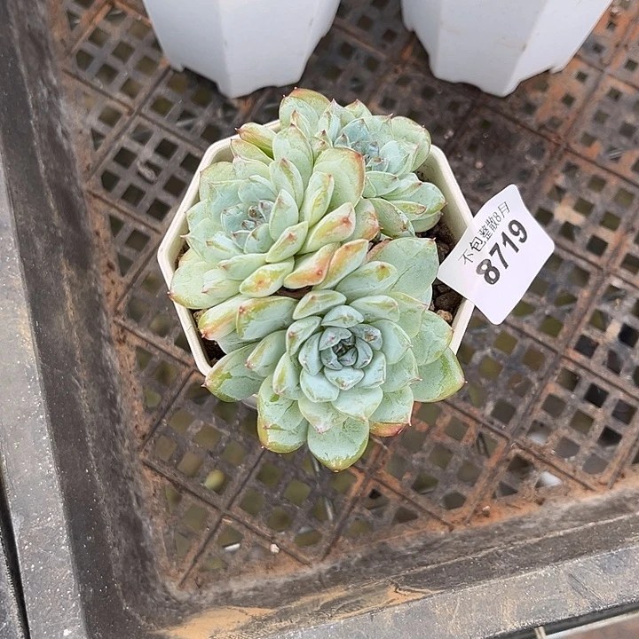 阿雅园艺。      8719冰魄