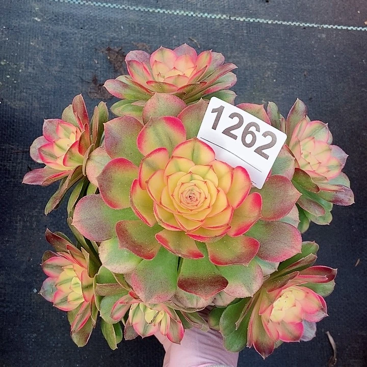 红陶1262荔枝3冠服17.8