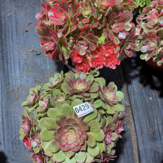 粉花妖，妖月，0429.0427