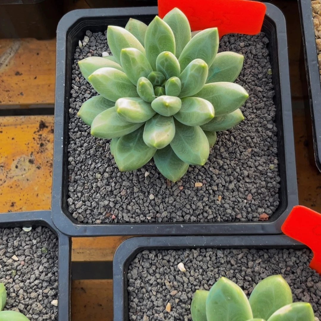 安***身2335下午多肉植物群生