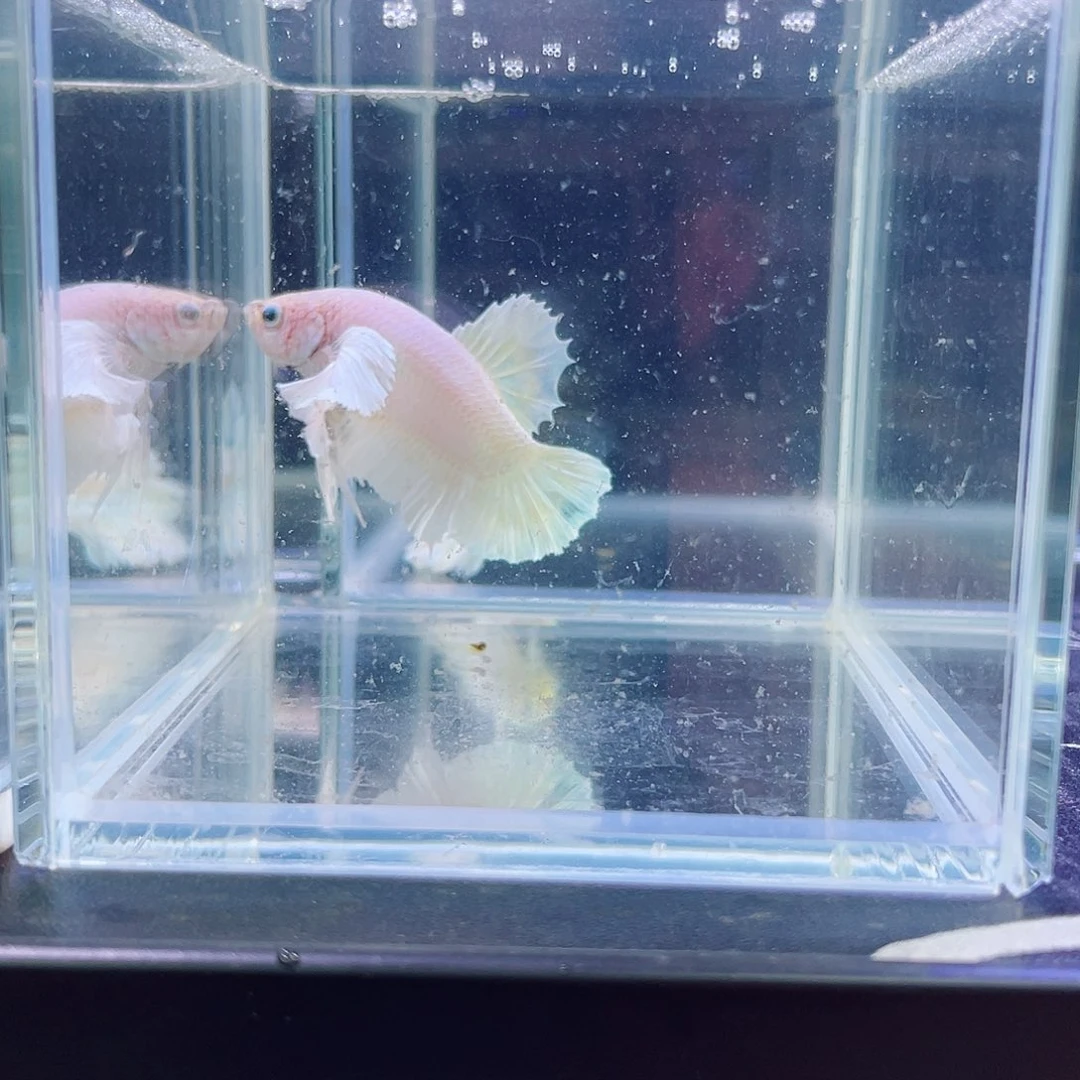 斗鱼跑单小黑屋01