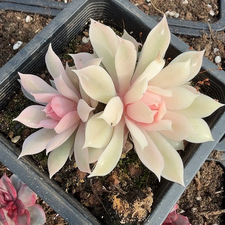 粉蝶锦开播福利无替品