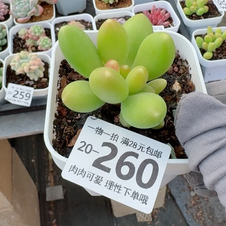 金蝉多肉无盆土发货无