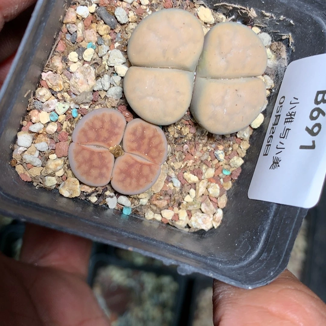 B691多肉植物保护