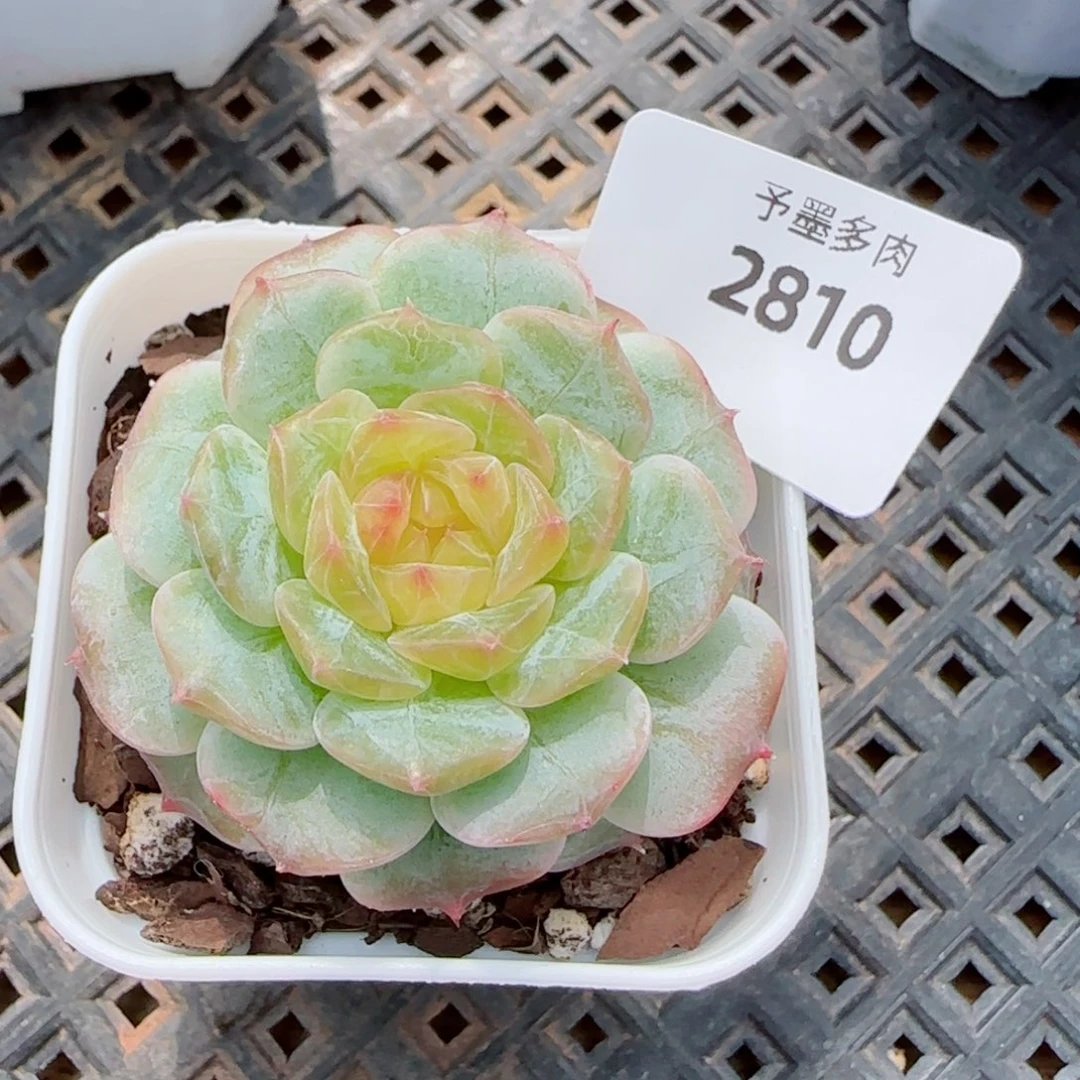 金盏珍妮，2810多肉植物