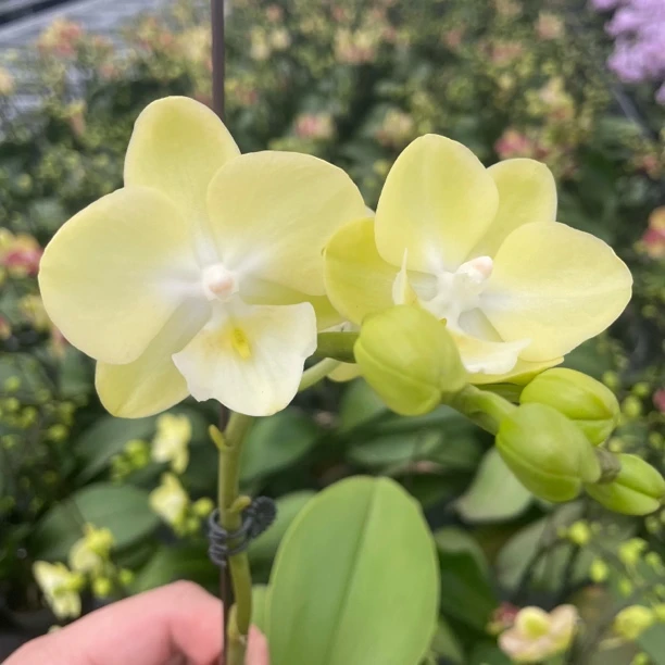 【小柠檬  3.0寸】蝴蝶兰高档鲜花盆栽