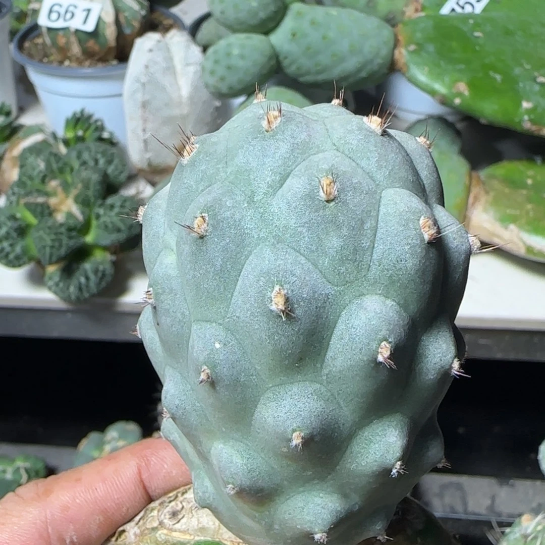 无花朵1号带掌发货福利