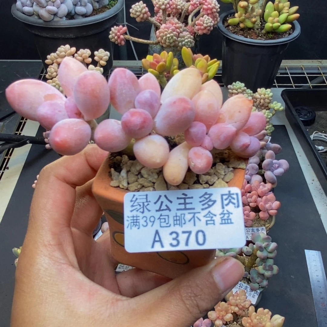 370香水手指多肉4c m