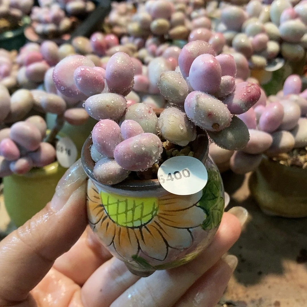 5400腮红腰子蛋带盆土