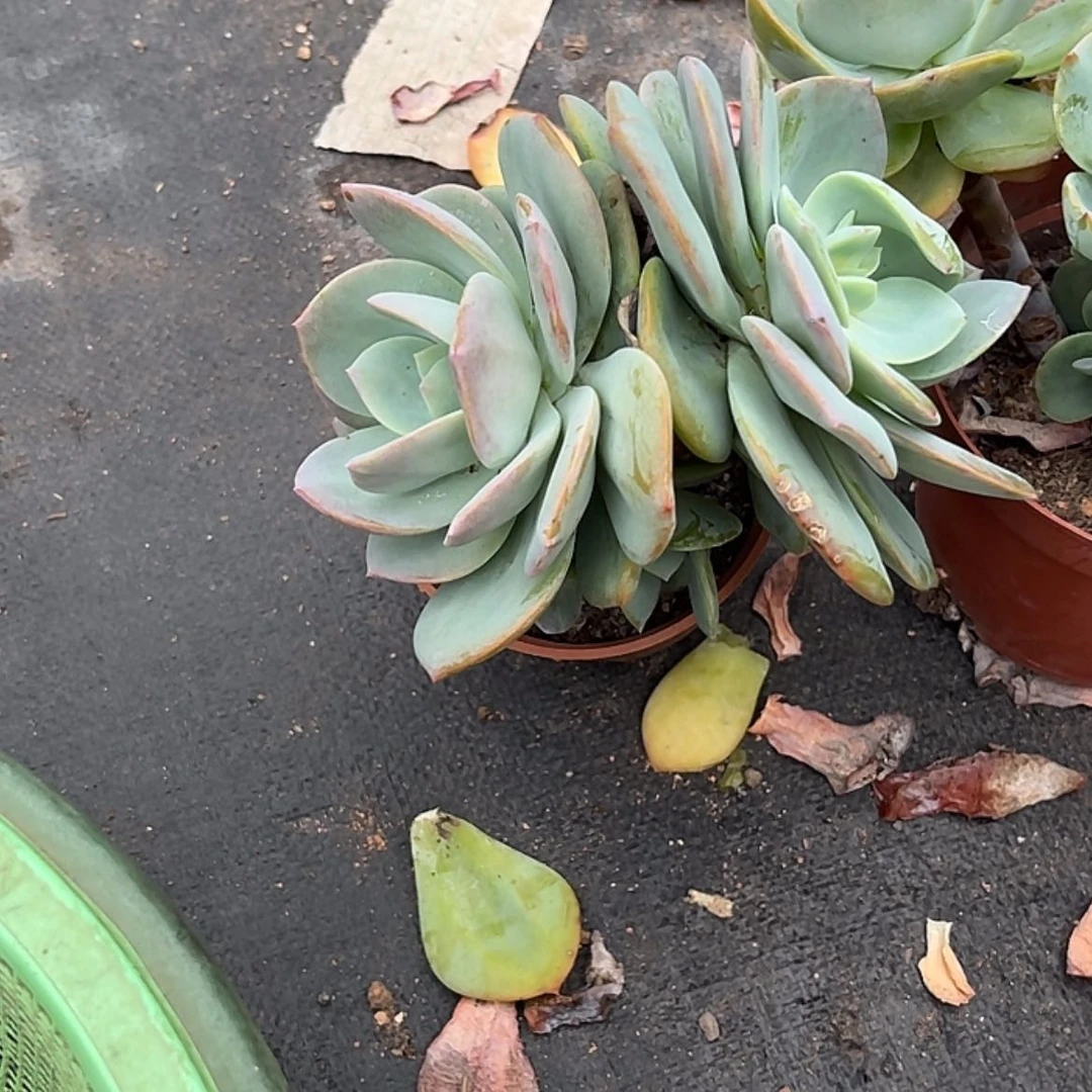 【闪购商品】无花朵玉*
