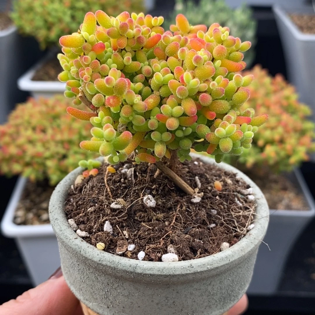 完全开放29号蜜橘糖球（6.5cm）