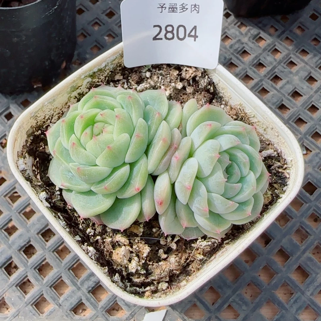 纸鸢，2804多肉植物