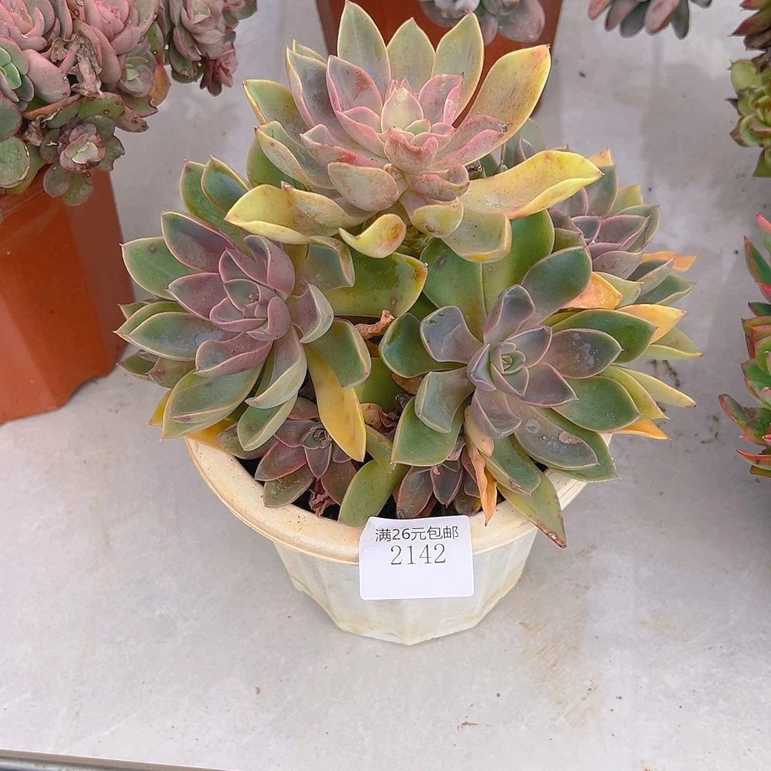 冬****2142紫气东来多肉植物