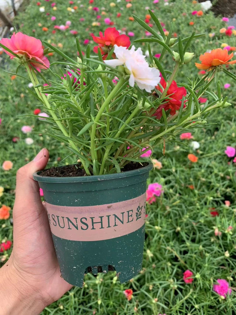 重瓣太阳花苗宿根多年生好养庭院阳台楼顶花卉基地直发带盆