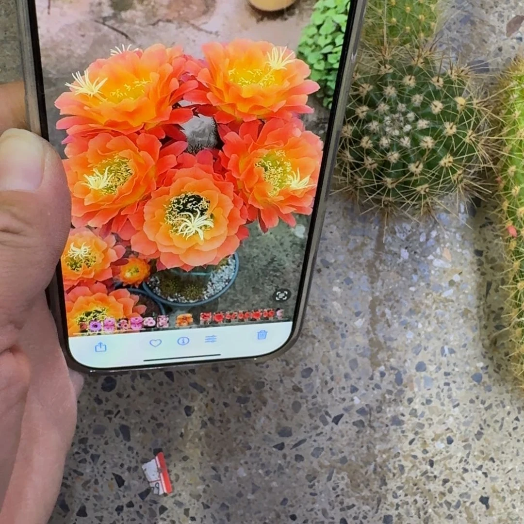 432毛花柱杏花辉歪无根侧牙5公分左右，20包邮