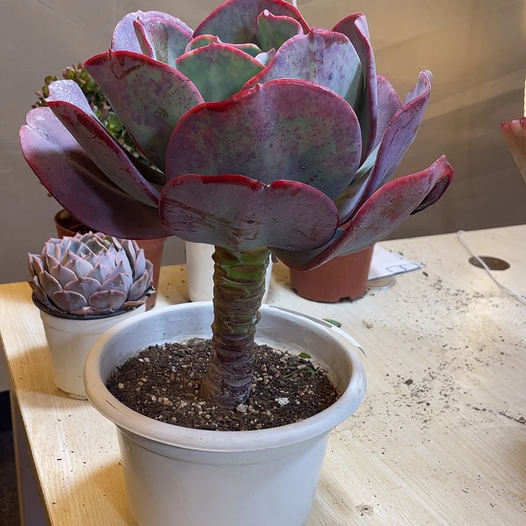 蓝塘好看好养带土球发货