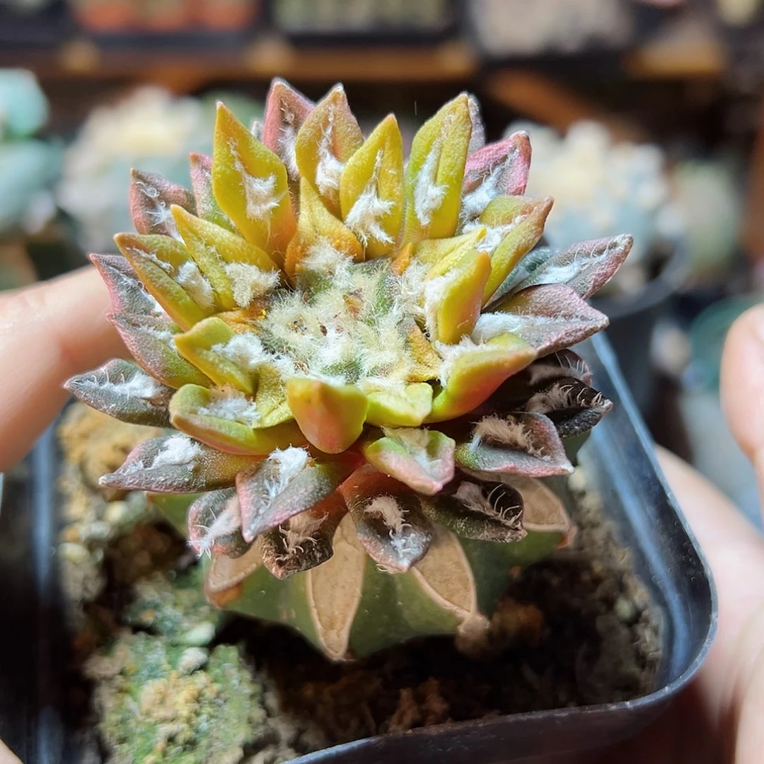 晚9号博士黑牡丹锦6公分草球