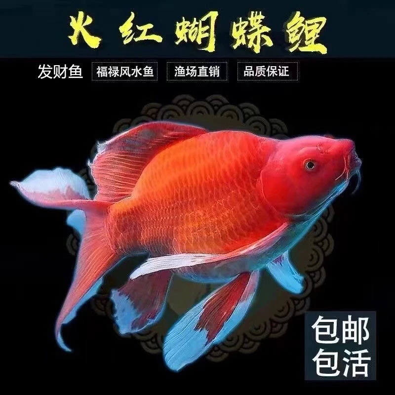 蝴蝶鲤观赏鱼冷水鱼 飘逸 大鳍大尾