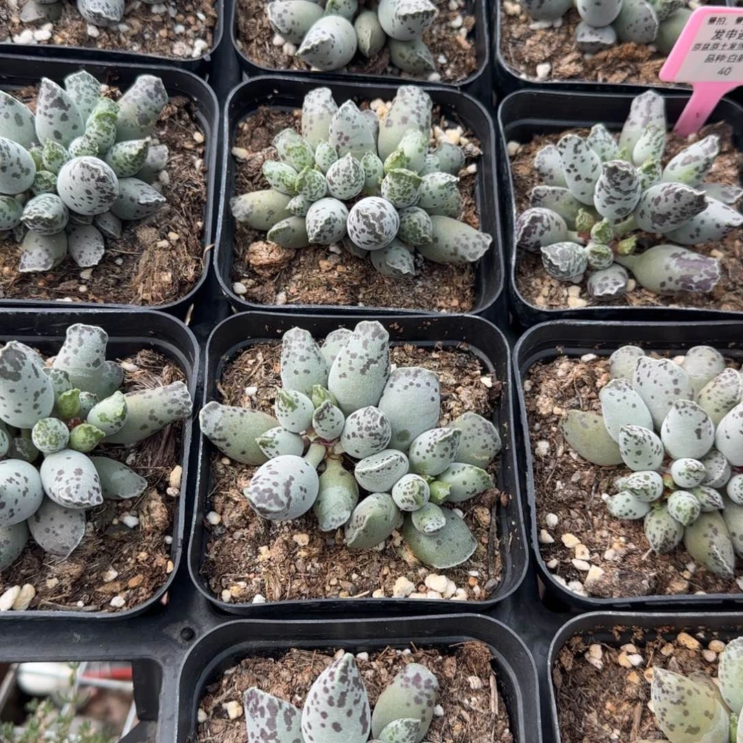 白肌海豹量拍链接
