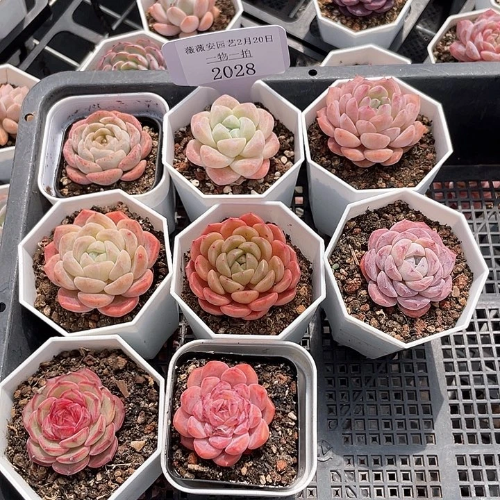 薇薇安园艺多肉2028