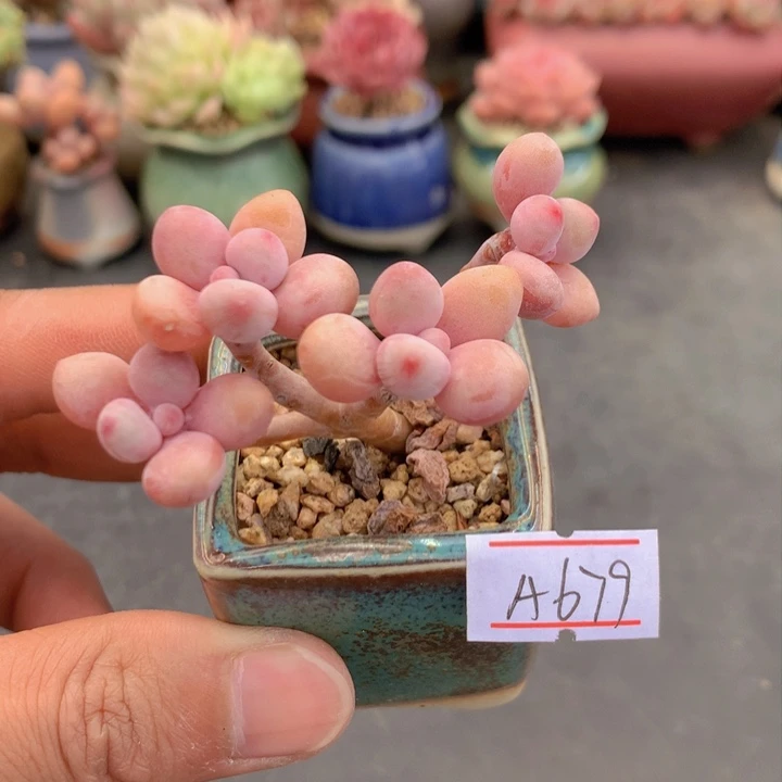 一物一拍满38包邮A679