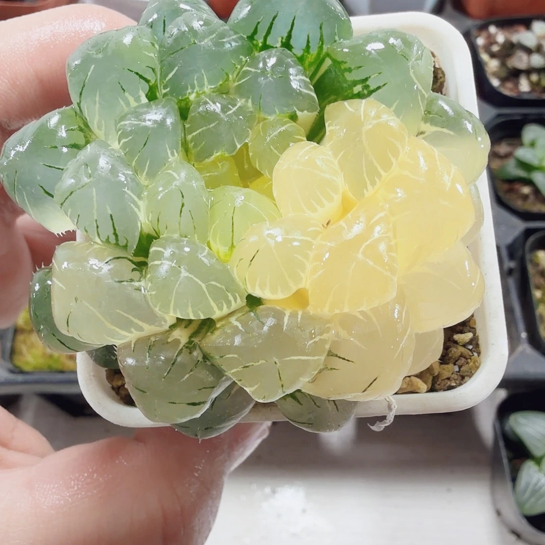 十二卷福利玉露锦糊班