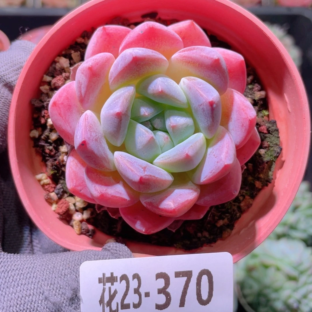 花利美23-370冰糖
