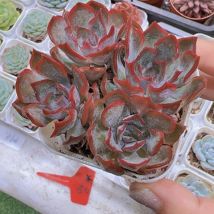 暗冰大群19包邮多肉植物