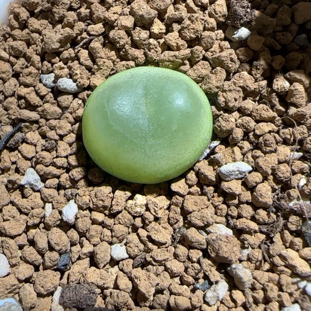 肉锥多肉植物组合-sh1200拉登495