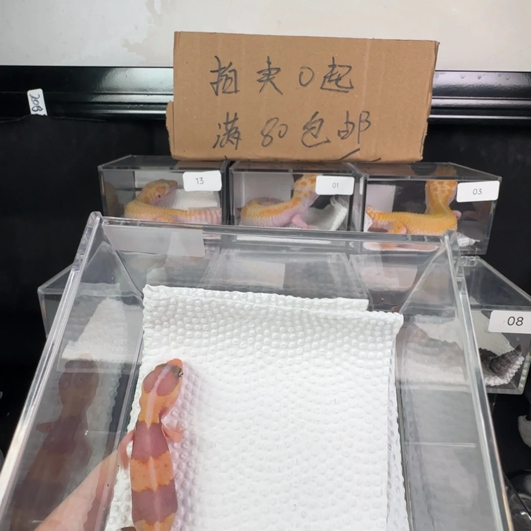 豹纹守宫橘白妹妹