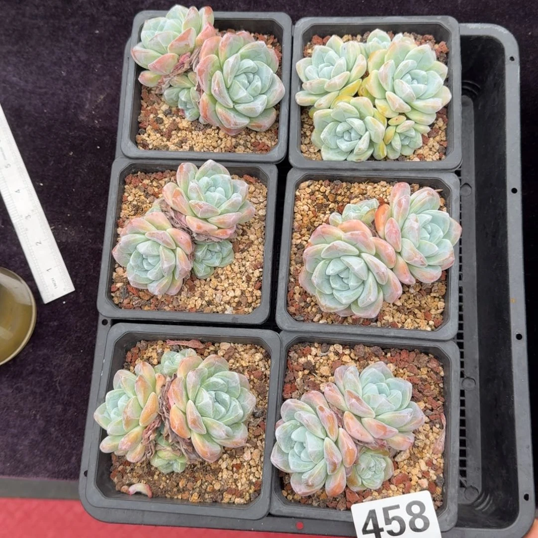 6颗一起一物一拍458