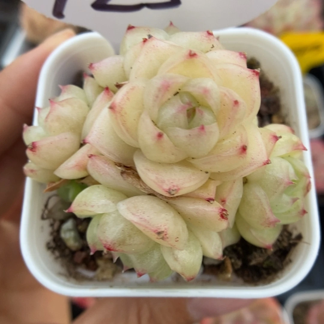 琉璃麦秆群生725号