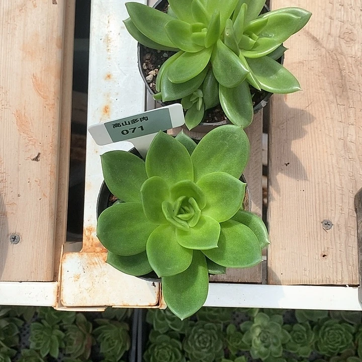 王***源71直播福利翠花两个