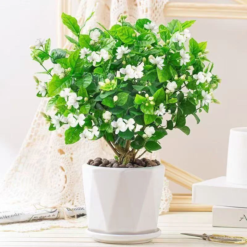 浓香型茉莉花水培水培虎头茉莉重瓣茉莉清新空气绿植 商品属性: