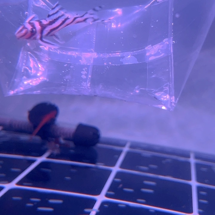 清道夫鱼24-018L046熊猫异型一条尺寸5+