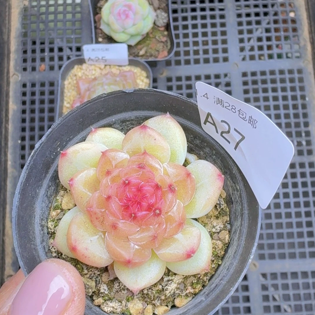 花朵脸珍妮一颗单头