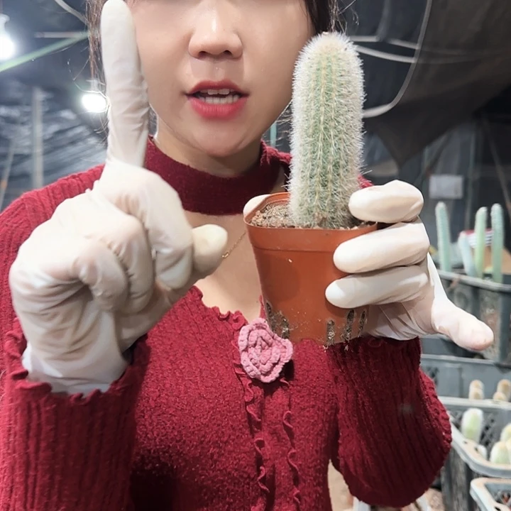 清凉殿8-10cm11111111